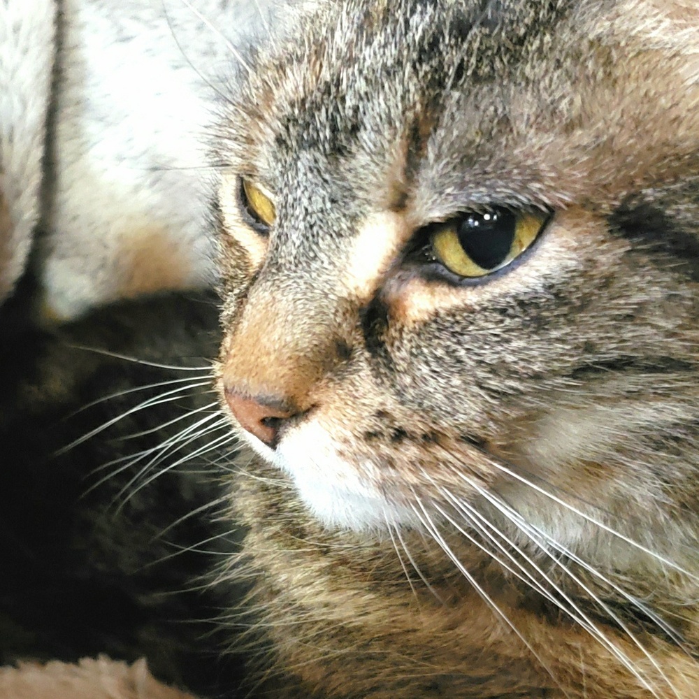 Meet your Posher, Rosie